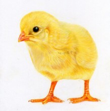 逼真的小鸡宝宝彩铅画手绘教程图片 小鸡彩铅画画法 小鸡怎么画