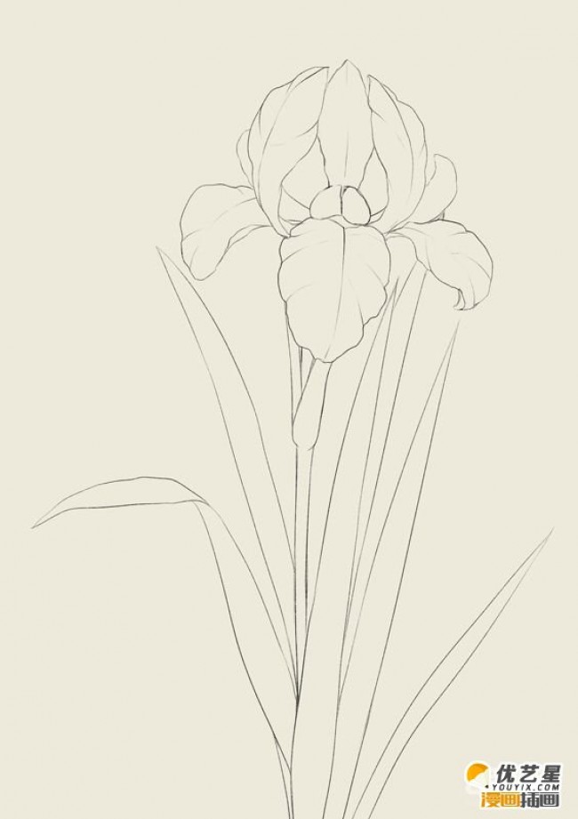 好看的漂亮鸢尾花怎么绘画带线稿的鸢尾花具体插画教程