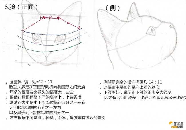 猫的头部绘画教程画猫的头部五官步骤教程猫的头部漫画绘画素材教程