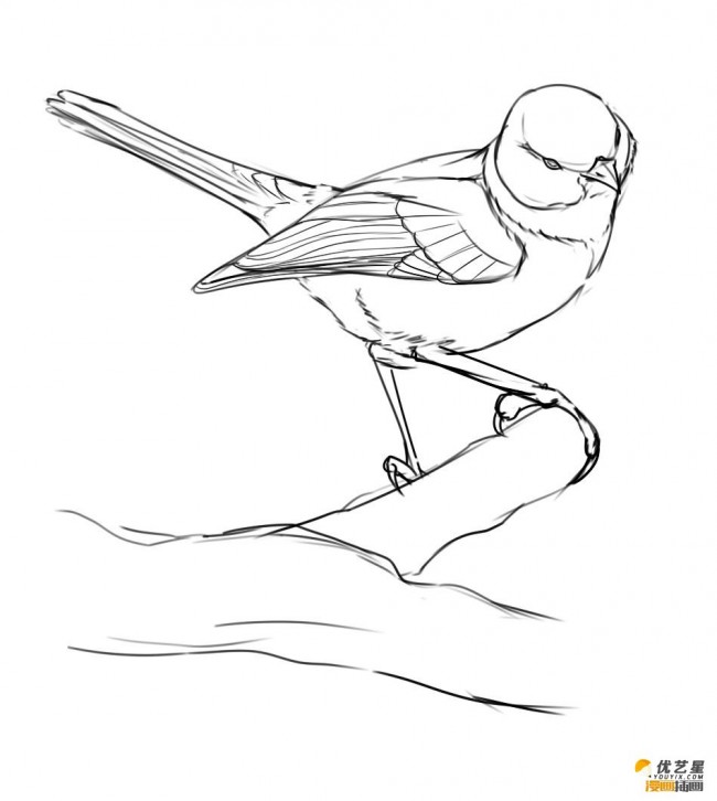 鸟儿山雀怎么画 逼真山雀插画教程带线稿和上色 山雀的简单绘画步骤
