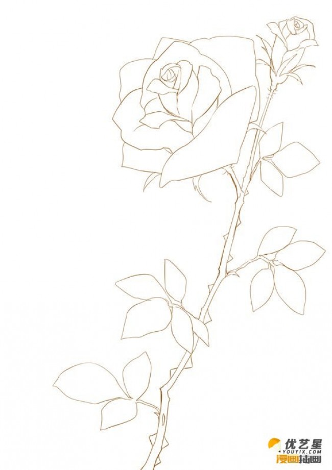 好看鲜艳的玫瑰花怎么绘画 ps玫瑰的插画教程 细致分解的插画素材