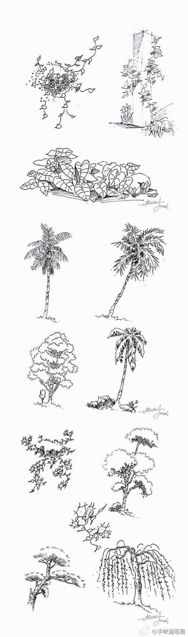常见植物的线稿简笔画素材带植物名称可以作为景观设计线描手法素材