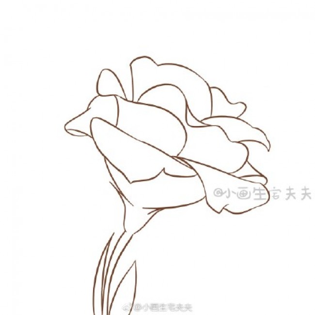 一朵小花简笔画教程图片彩色上色 洋桔梗简笔画教程的