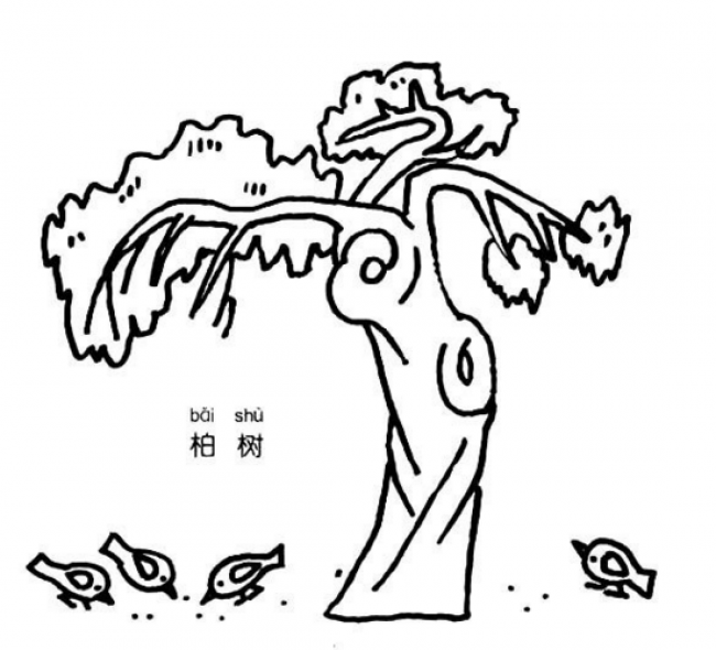 柏树怎么画柏树的画法柏树简笔画卡通画儿童画手绘绘画教程