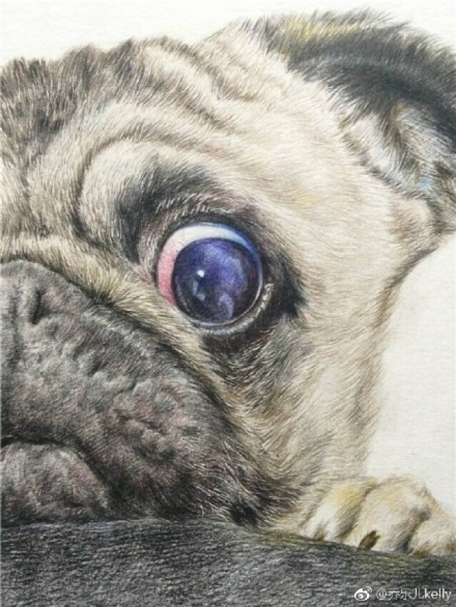 沙皮狗彩铅画手绘教程图片步骤沙皮狗怎么画沙皮狗的画法