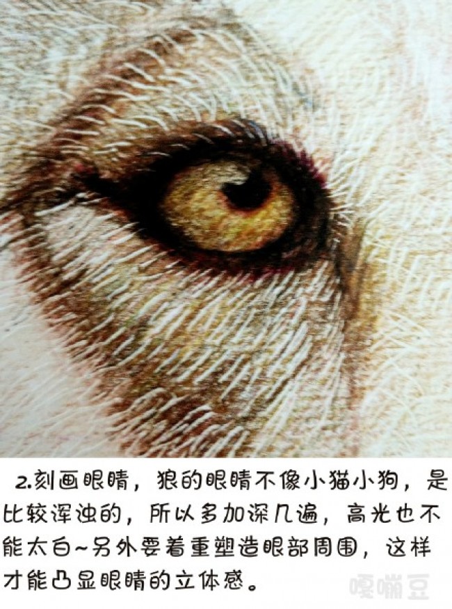 定好稿了之后我们再来画它的眼睛,狼的眼睛是很犀利有神的,不像小狗