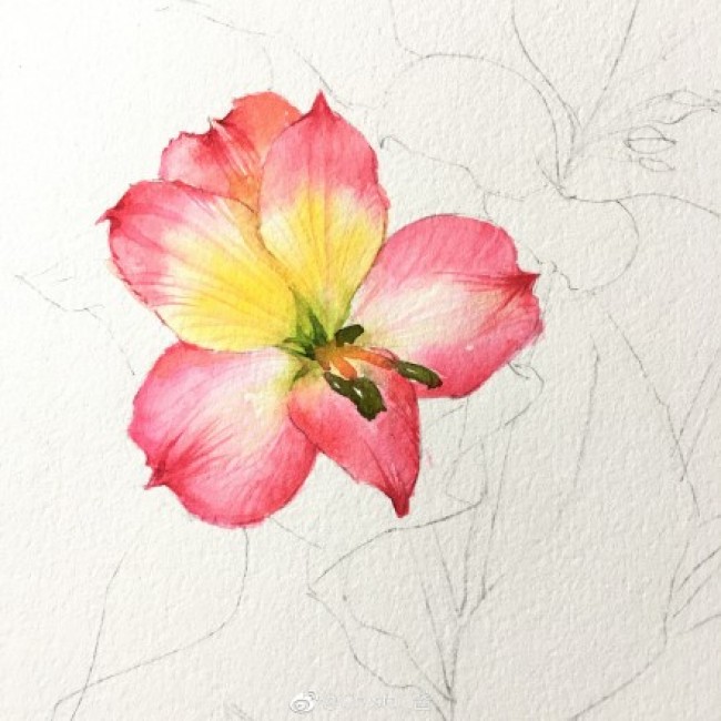 六出花智利百合水彩画手绘教程图片六出花水彩画怎么画六出花的画法