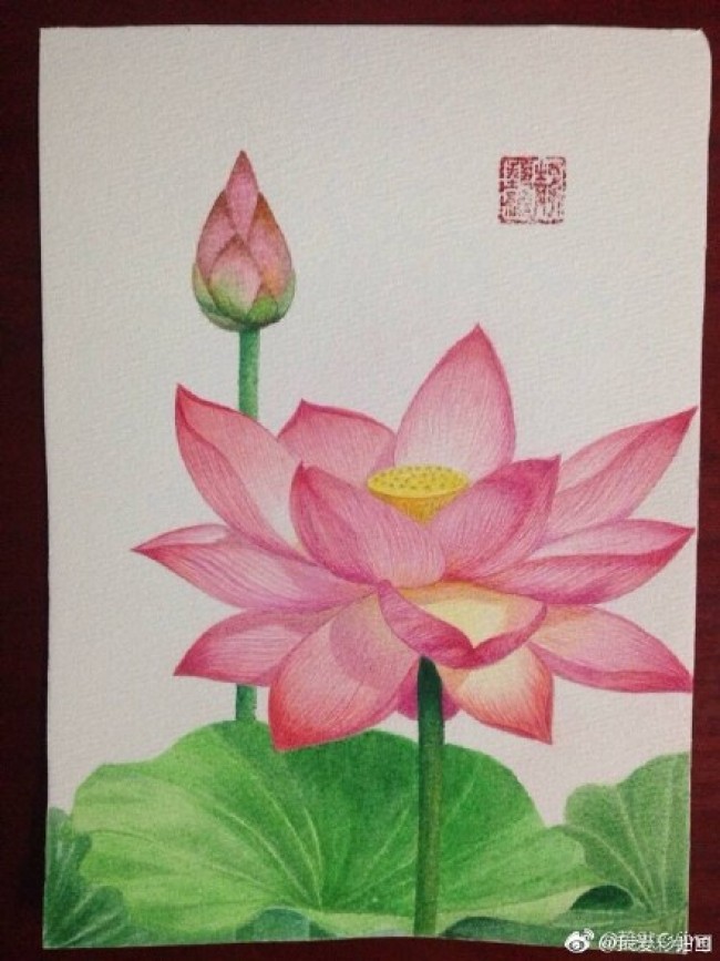 精致的荷花荷叶彩铅画手绘教程图片莲花彩铅画的画法荷花怎么画