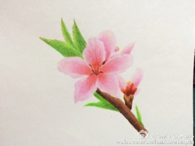 桃花彩铅画手绘教程图片 桃花的画法 桃花怎么画