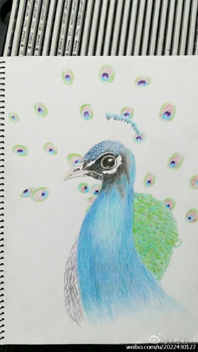 孔雀彩铅画教程 孔雀手绘教程图片 孔雀怎么画 孔雀的画法