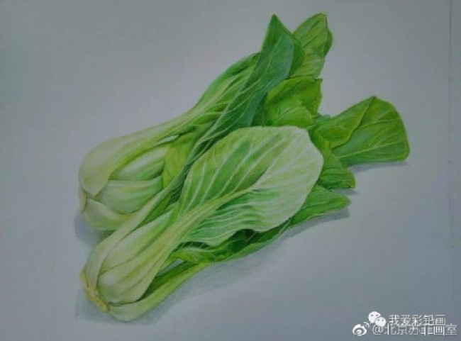 两颗逼真的大白菜彩铅画图片 青菜彩铅手绘教程 白菜的画法 白菜怎么