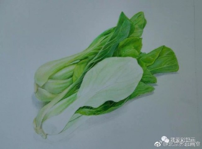 两颗逼真的大白菜彩铅画图片青菜彩铅手绘教程白菜的画法白菜怎么画