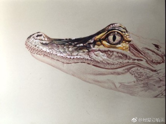 立体逼真的鳄鱼彩铅手绘教程 逼真的鳄鱼怎么画 画法_www