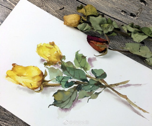 枯萎凋谢的玫瑰花水彩画图片凋谢的玫瑰花卉手绘教程画法