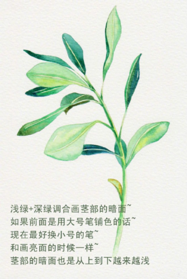 嫩叶植物水彩入门教程简单画绿叶水彩画手绘教程画法