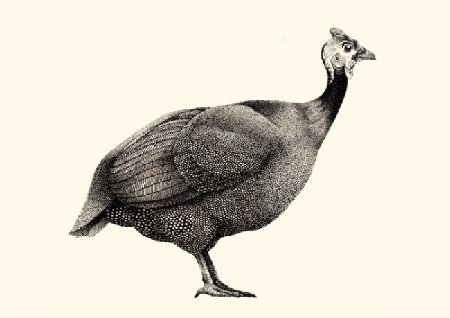 非常棒的超写实针管笔手绘作品点绘法绘制家禽动物手绘图片