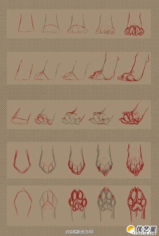 动物的脚,爪子插画绘画技巧 动物脚步各个角度姿势演示结构图片素材