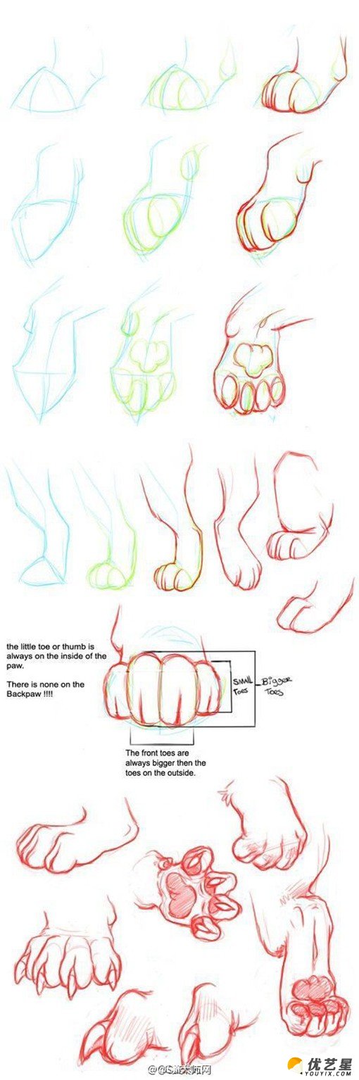 动物的脚,爪子插画绘画技巧 动物脚步各个角度姿势演示结构图片素材
