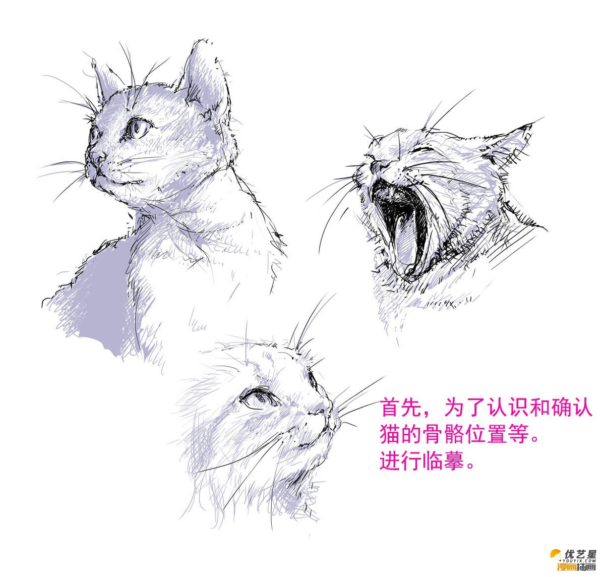 动态可爱的猫咪线稿教程 简单易懂的画猫插画素材 生动大气画法