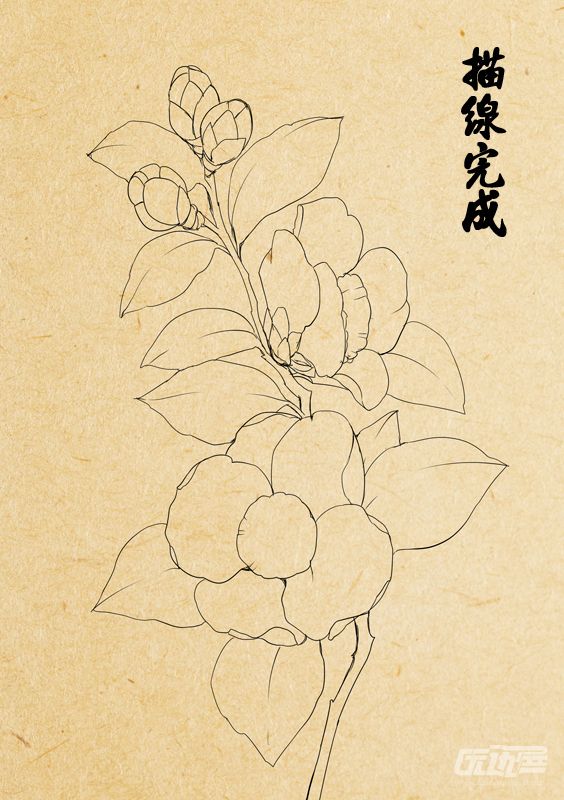 唯美逼真的茶花手绘与ps结合绘画教程 茶花怎么画 古风风格的茶花绘画