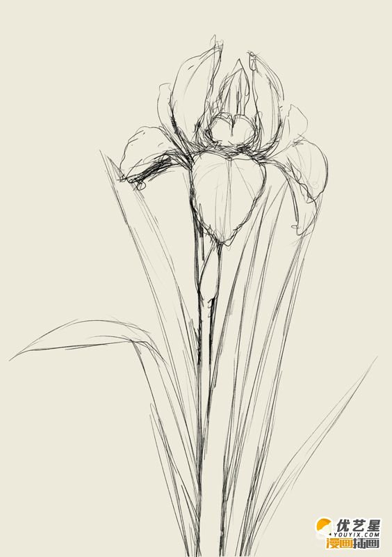 好看的漂亮鸢尾花怎么绘画 带线稿的鸢尾花具体插画教程