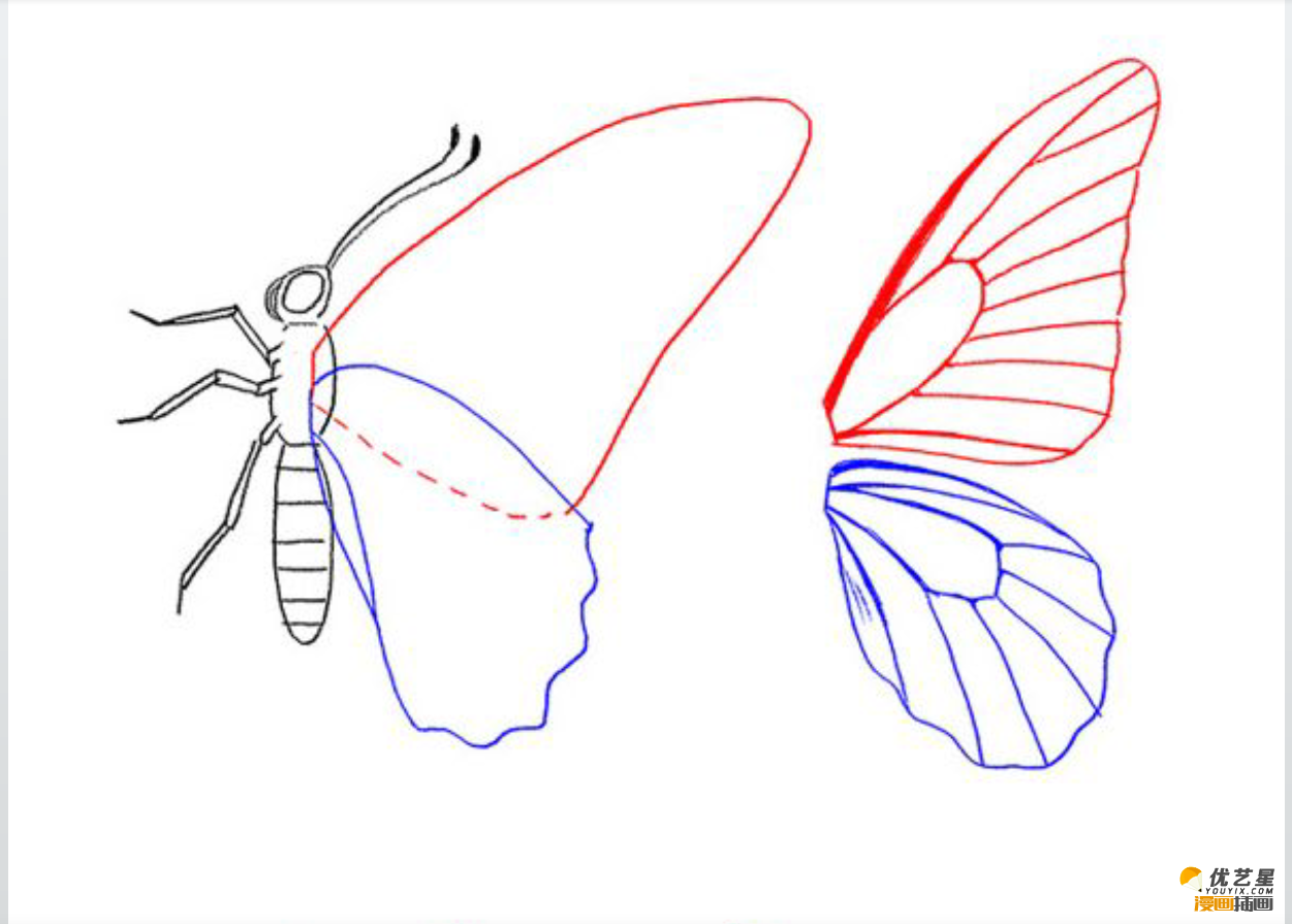 好看的漂亮的蝴蝶怎么画 一只五颜六色的蝴蝶教程 带线稿和上色教程