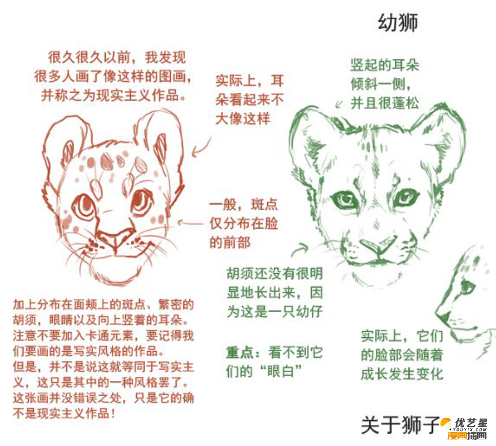 狮子的不同头部脸型插画素材和教程 在不同的状态下狮子的表情绘画