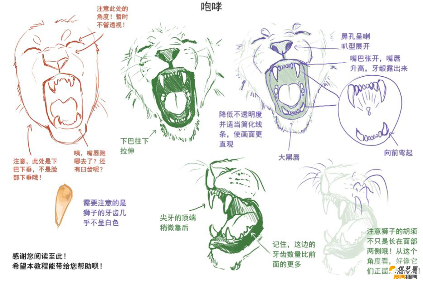 狮子的不同头部脸型插画素材和教程 在不同的状态下狮子的表情绘画