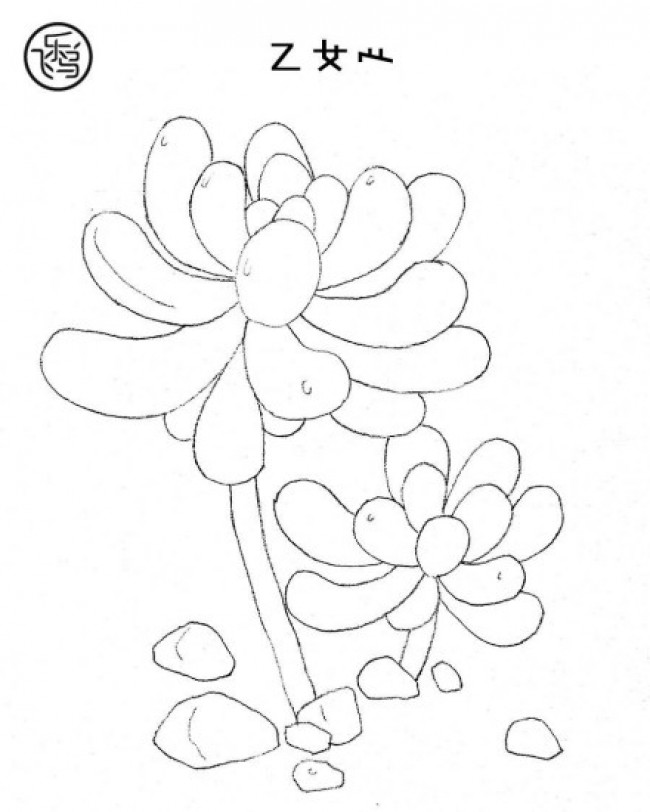 简笔画教你认多肉植物多肉植物简笔画大全简单画多肉植物简笔画