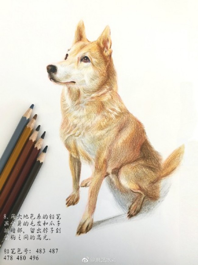 中华田园犬彩铅画图片手绘教程 坐着的狗狗彩铅画画法 狗狗怎么画