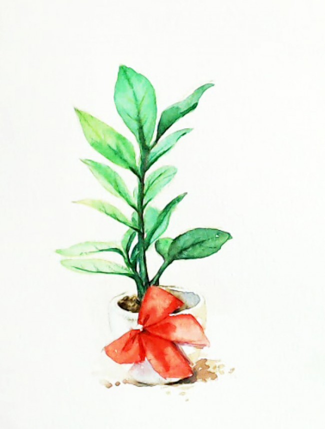 简单小清新植物盆栽水彩插画蝴蝶结花盆里的绿植水彩